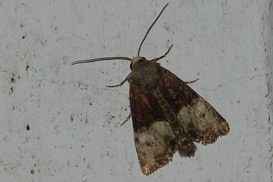 Mesoligia furuncula - kétszínű dudvabagoly