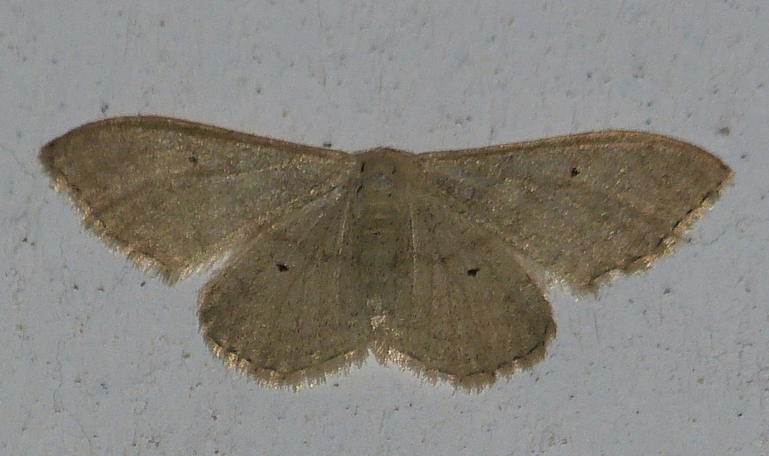 Idaea straminata - szalmasárga sávosaraszoló