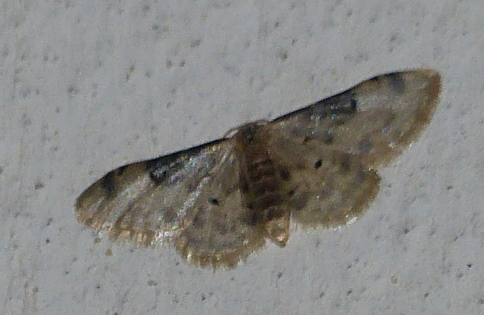 Idaea filicata - sötéttövű apróaraszoló