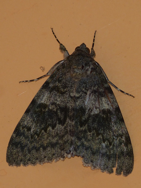 Catocala elocata - közönséges övesbagoly