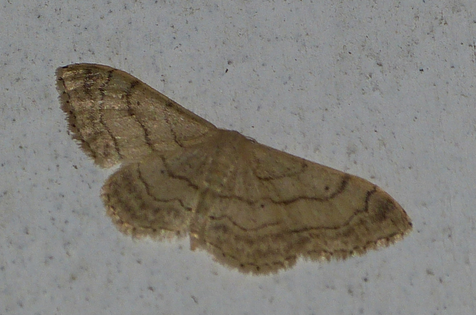 Idaea deversaria - egyszínű sávosaraszoló