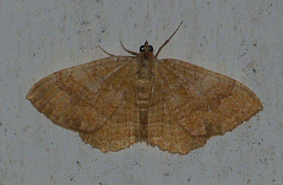 Camptogramma bilineata - kétvonalas sávosaraszoló