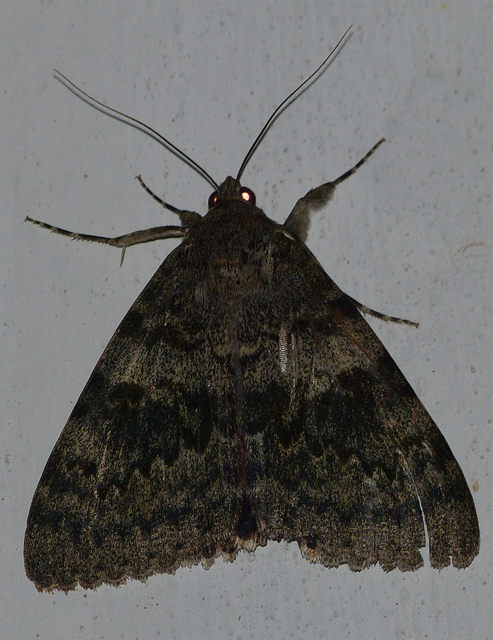 Catocala elocata - közönséges övesbagoly