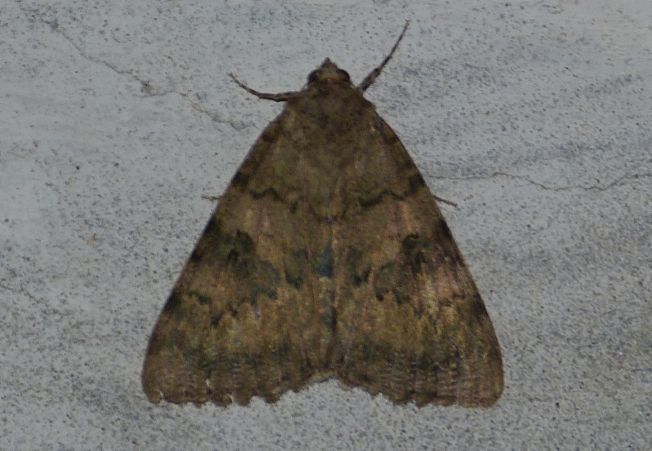 Catocala puerpera - nyárfa-övesbagoly