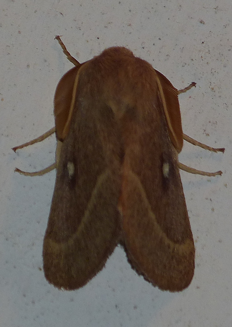 Lasiocampa trifolii - lóhereszövő
