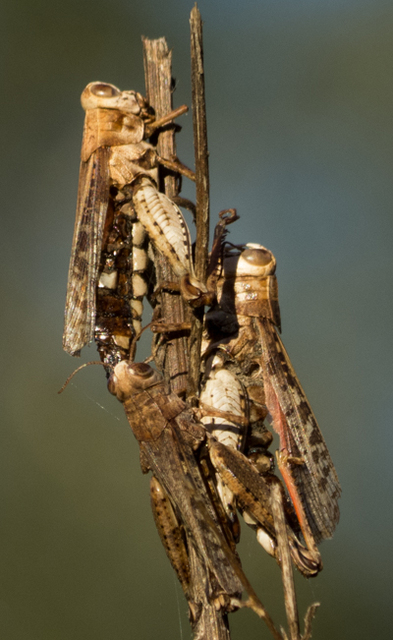Calliptamus barbarus - homoki olaszsáska