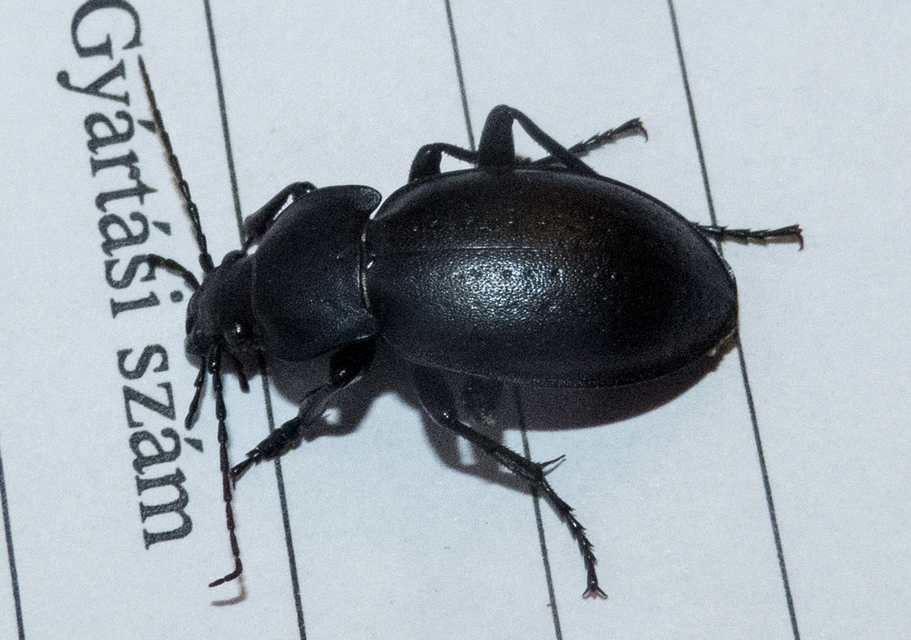 Carabus hungaricus - magyar futrinka Carabus hungaricus - magyar futrinka