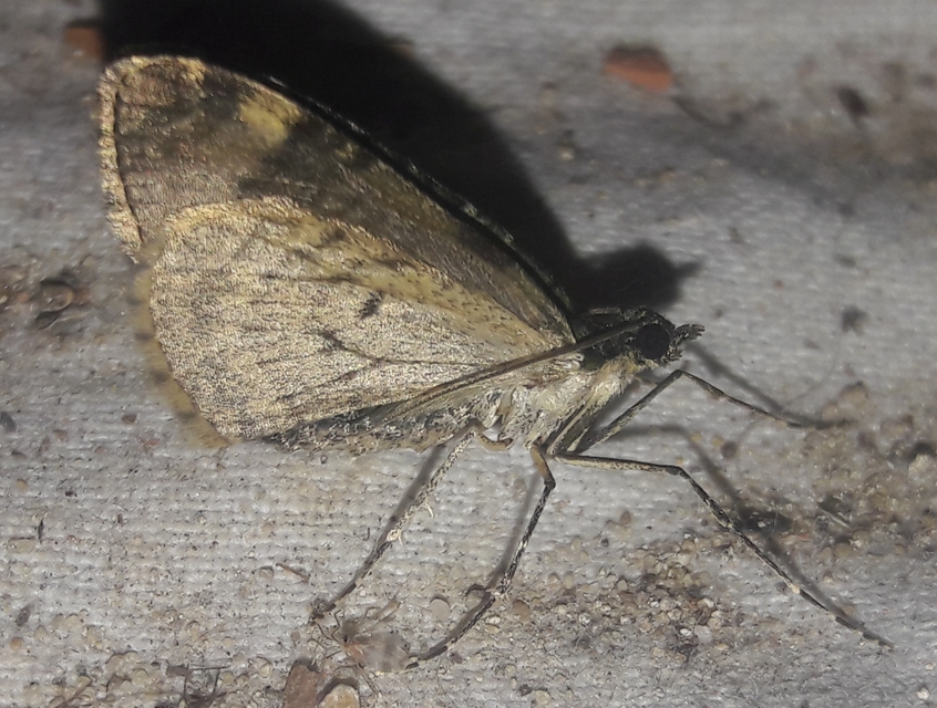 Chloroclysta siterata - salátazöld araszoló
