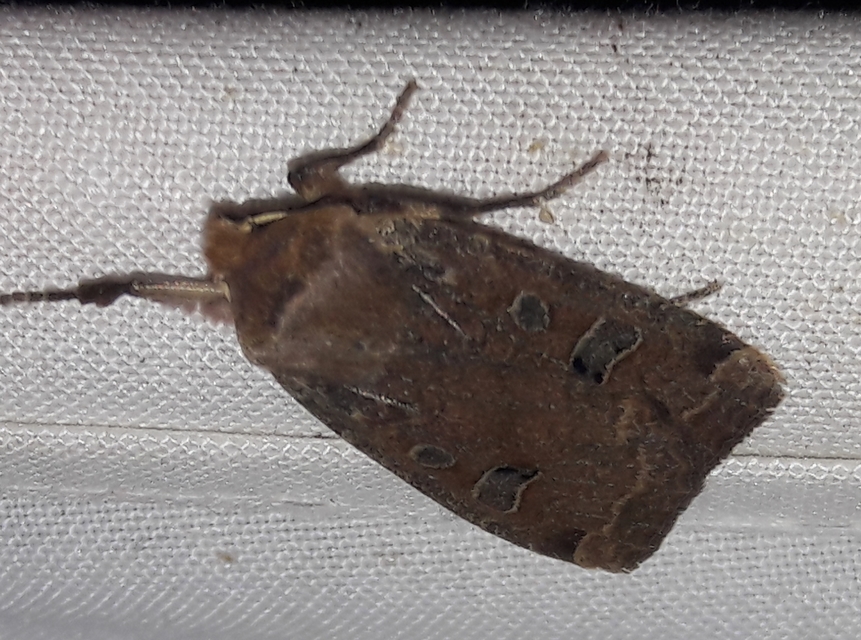 Conistra erythrocephala - vörösfejű őszibagoly