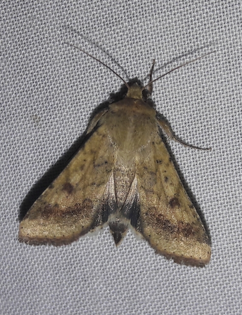 Helicoverpa armigera - kukorica-veteménybagoly