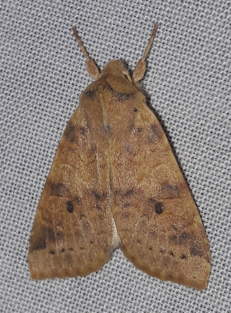 Cirrhia ocellaris - fakó sárgabagoly