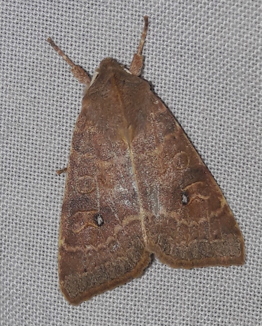 Cirrhia ocellaris - fakó sárgabagoly