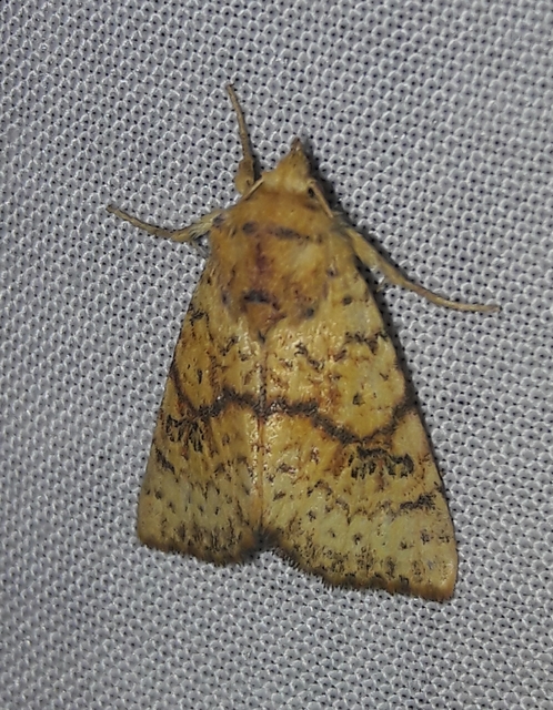 Tiliacea sulphurago - kénes sárgabagoly
