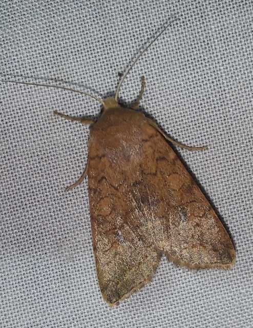 Sunira circellaris - okkersárga őszibagoly