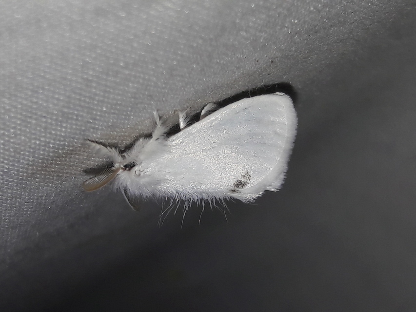 Sphrageidus similis - sárgafarú szövő