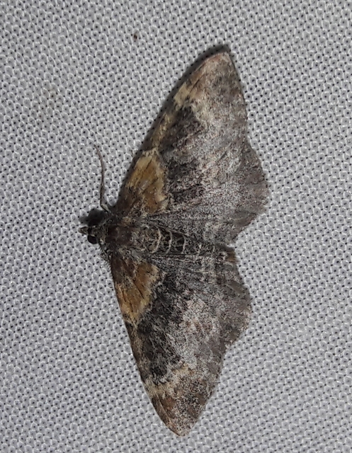 Xanthorhoe