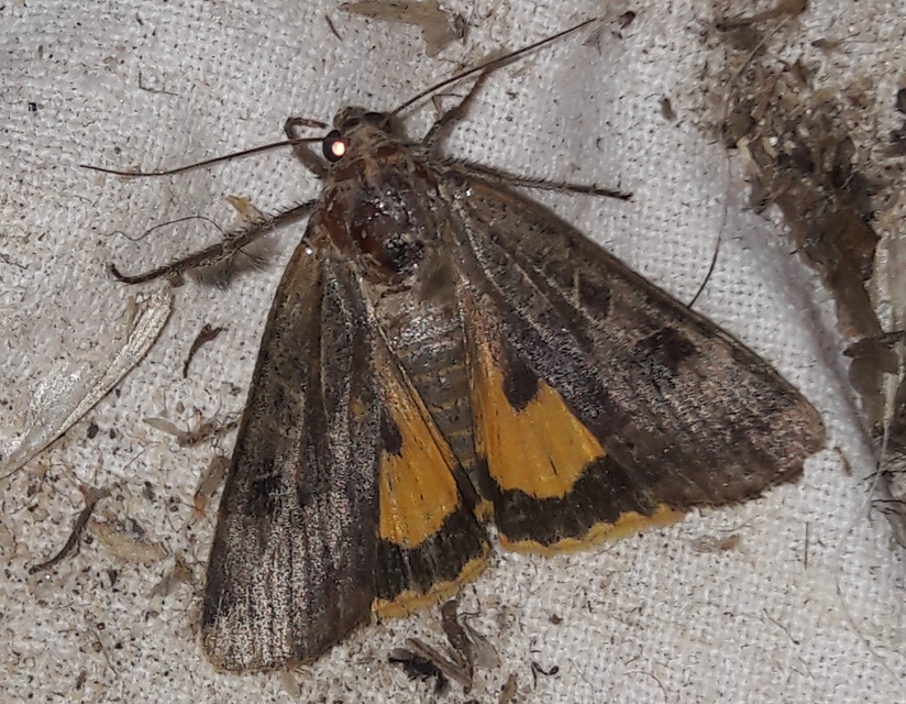Noctua interposita - köztes sárgafűbagoly