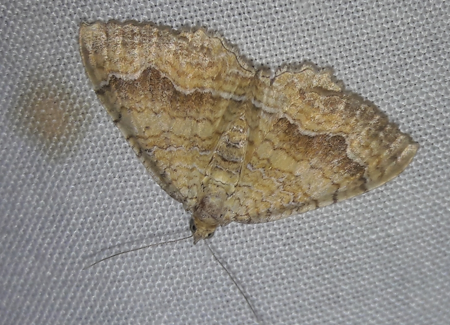 Camptogramma bilineata - kétvonalas sávosaraszoló