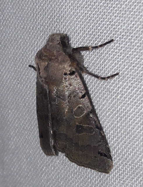 Anchoscelis litura - tarka őszibagoly