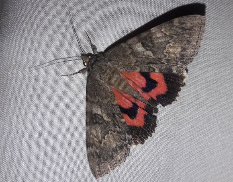 Catocala nupta - piros övesbagoly