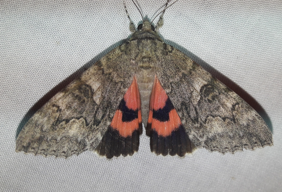 Catocala nupta - piros övesbagoly
