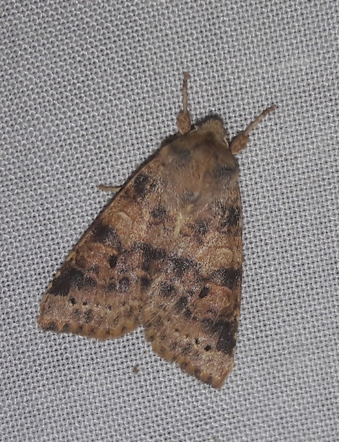 Cirrhia ocellaris - fakó sárgabagoly