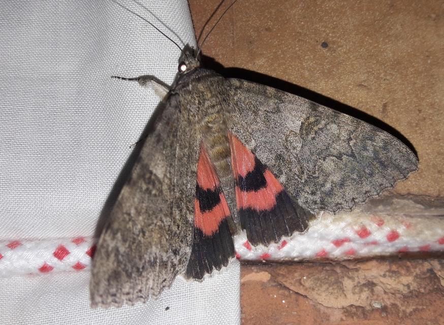 Catocala nupta - piros övesbagoly