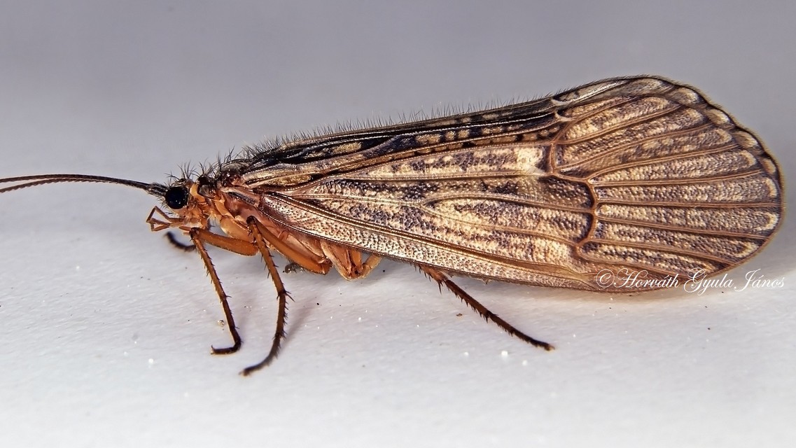 Trichoptera - Tegzesek