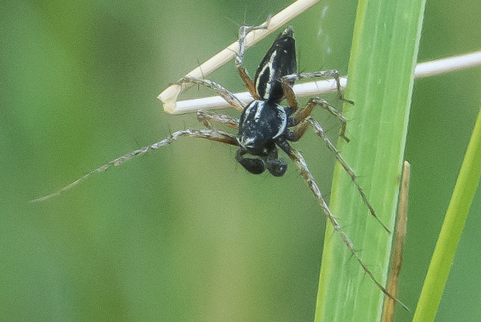 Oxyopes heterophthalmus - homoki hiúzpók
