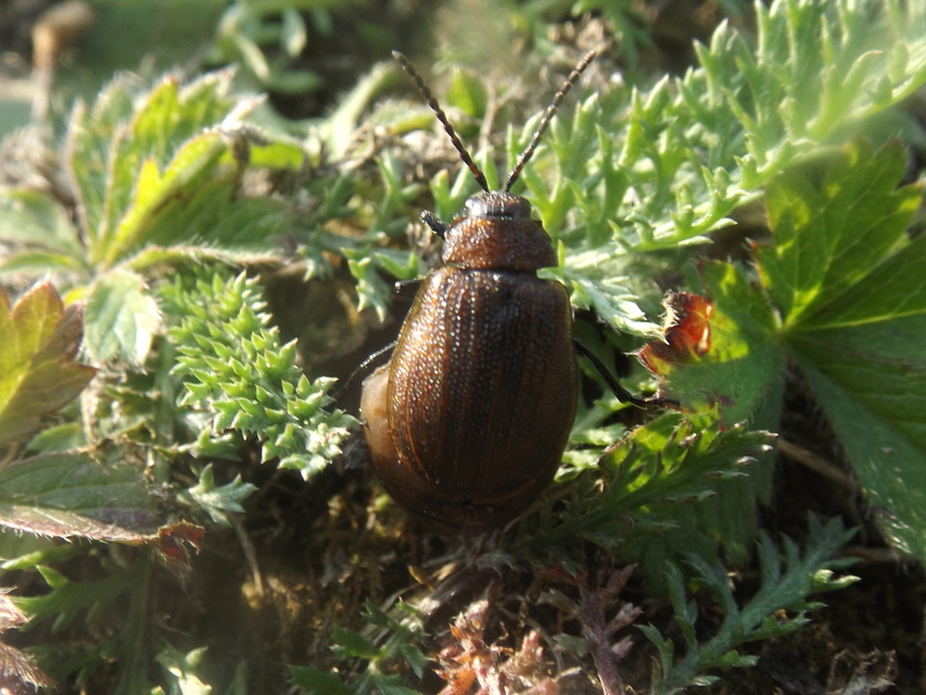 Galeruca pomonae - barna olajosbogár