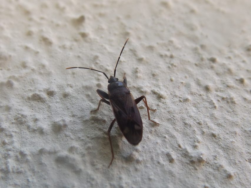 Eremocoris fenestratus - avarbodobács