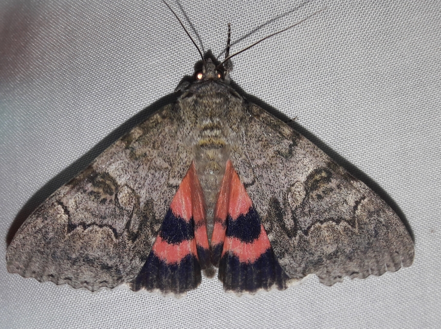 Catocala nupta - piros övesbagoly