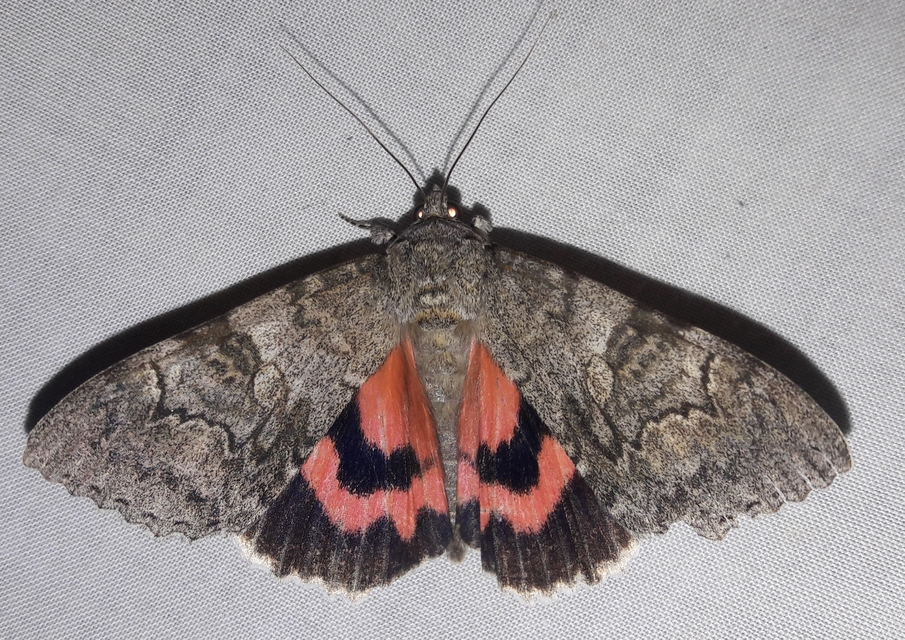 Catocala nupta - piros övesbagoly