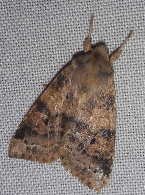 Cirrhia ocellaris - fakó sárgabagoly