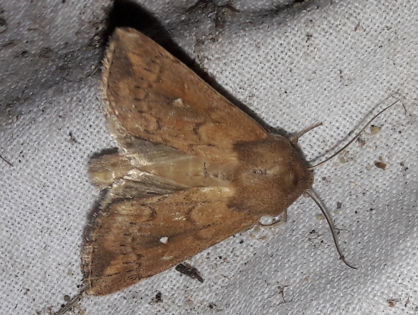 Mythimna albipuncta - fehérpettyes rétibagoly