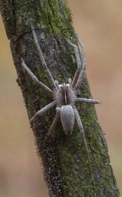 Pisaura mirabilis - csodáspók