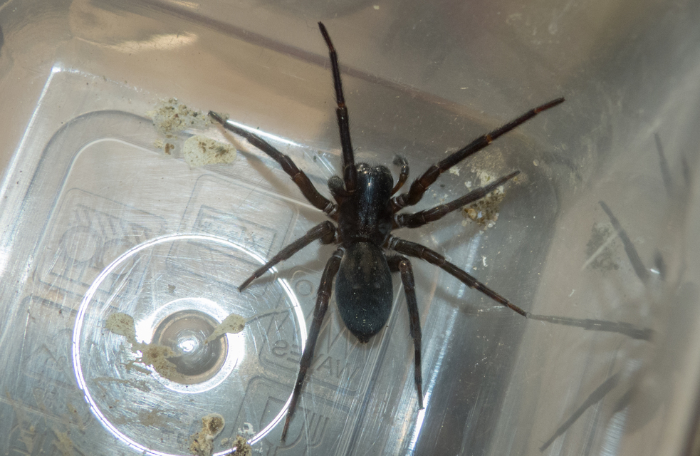 Amaurobius ferox - nagy eretnekpók