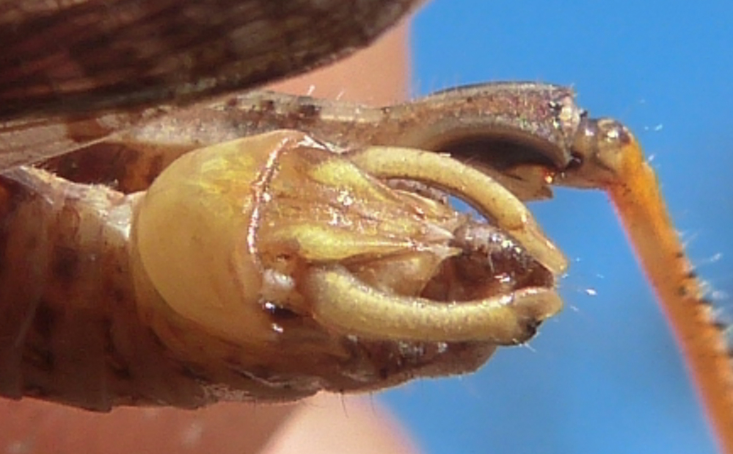 Calliptamus barbarus - homoki olaszsáska