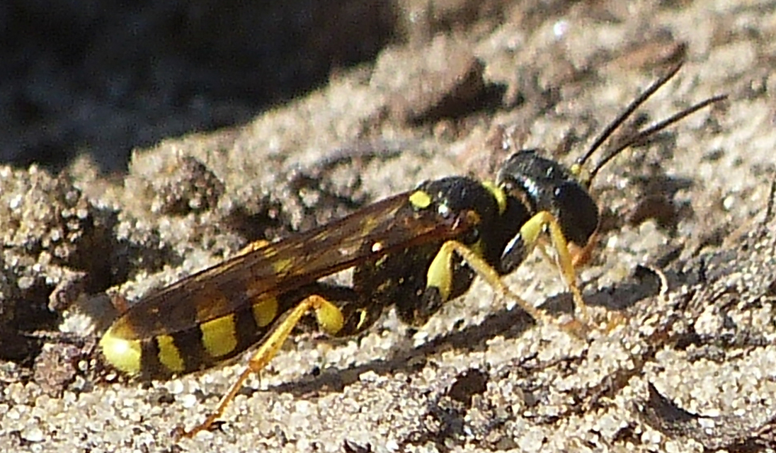 Crabronidae - szitásdarazsak