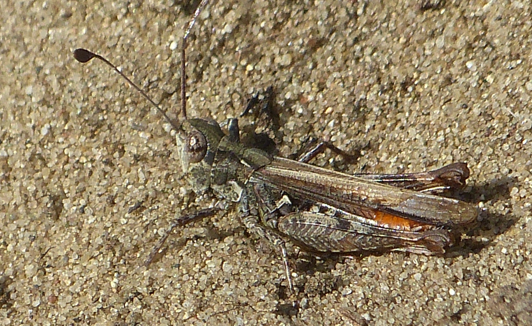 Myrmeleotettix antennatus - homoki bunkóscsápúsáska