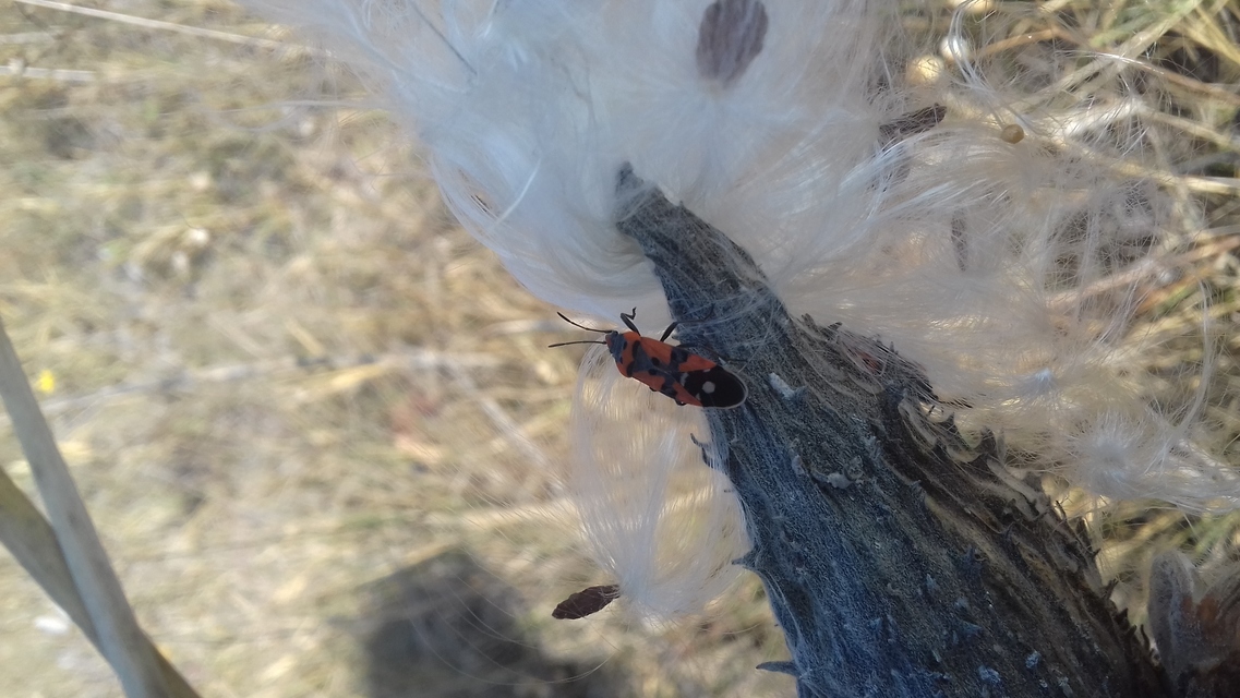 Lygaeus equestris/simulans