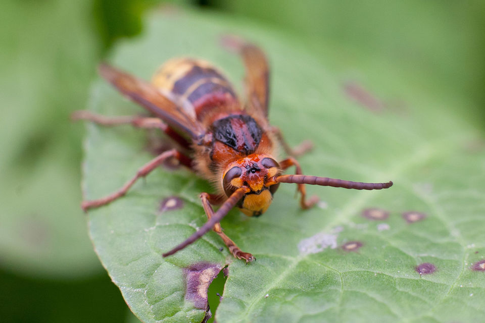 Vespa crabro - lódarázs
