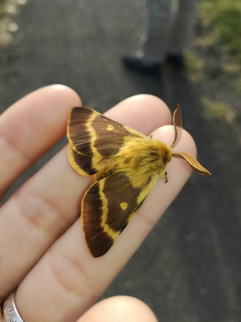 Lemonia dumi - sávos szövő