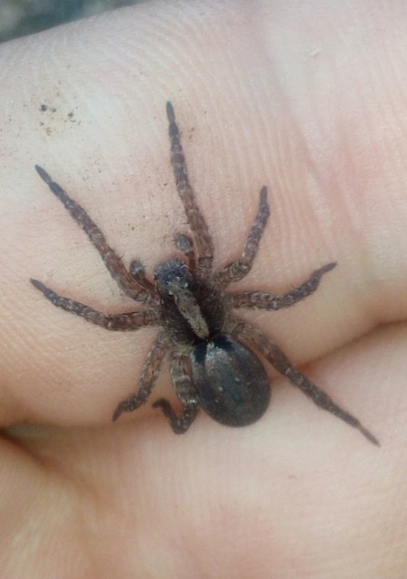 Pardosa