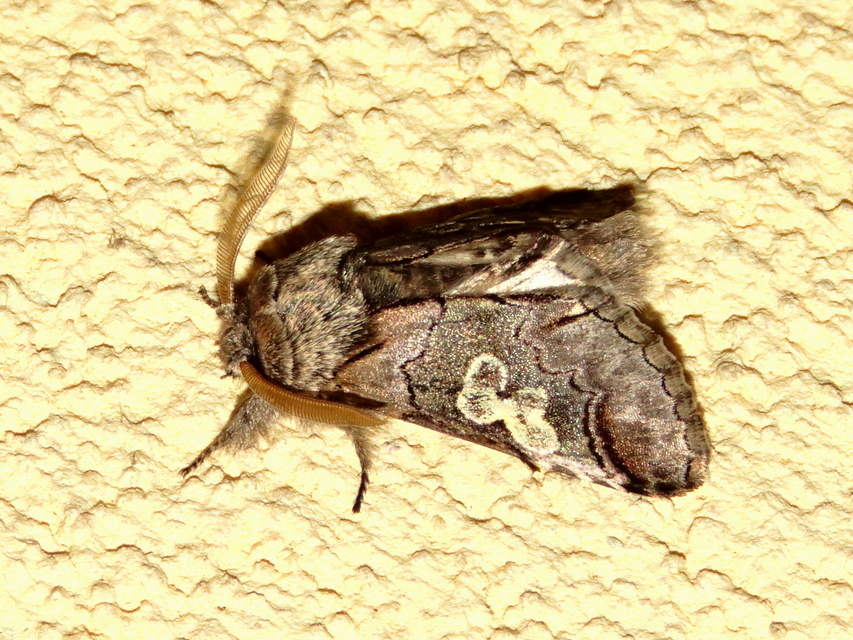 Diloba caeruleocephala - őszi kékesbagoly