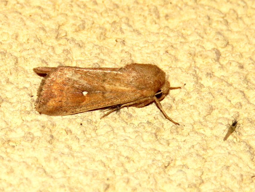 Mythimna albipuncta - fehérpettyes rétibagoly
