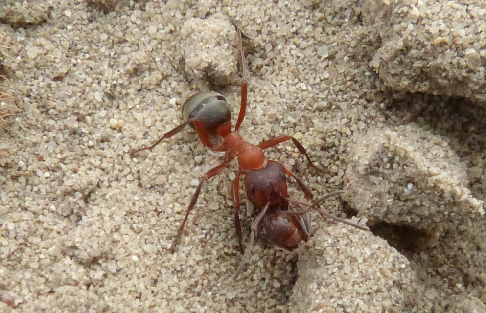 Formica sanguinea - vérvörös rablóhangya