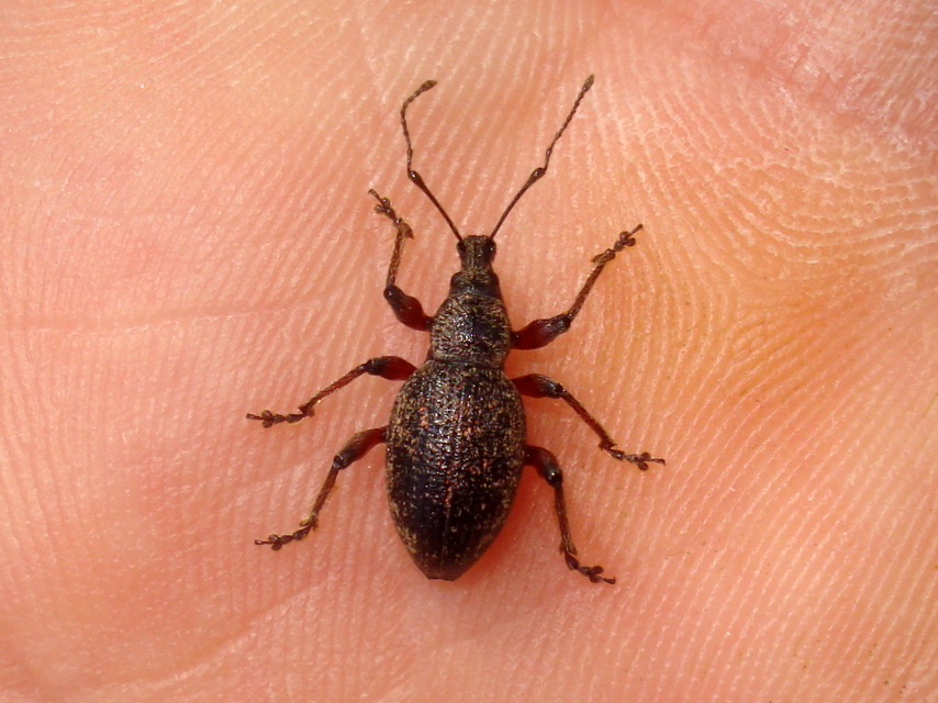 Otiorhynchus