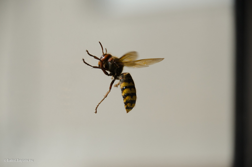 Vespa crabro - lódarázs