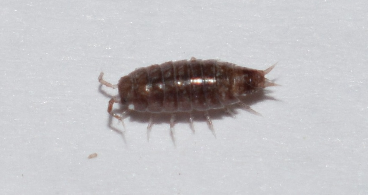 Trichoniscidae Trichoniscidae